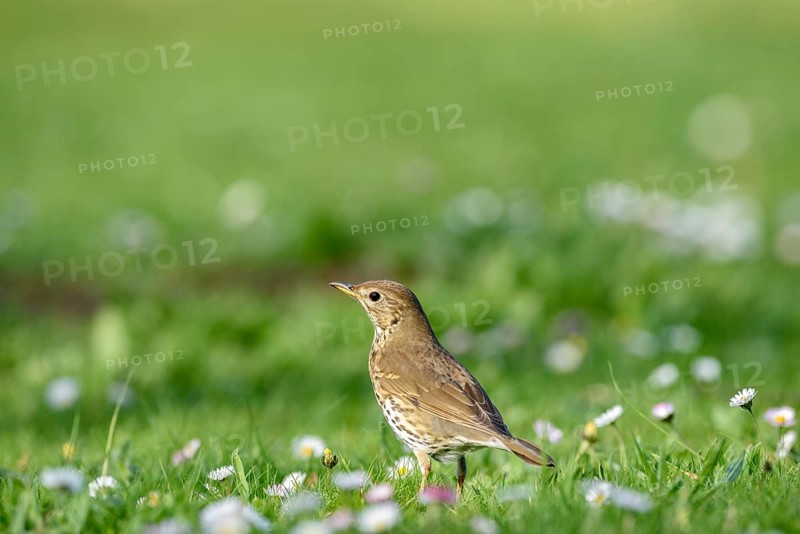 Song Thrush (Turdus philomelos) in flower meadow