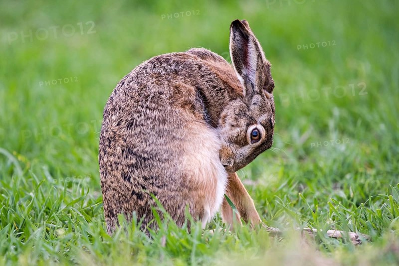 Hare (Lepus europaeus) brushing