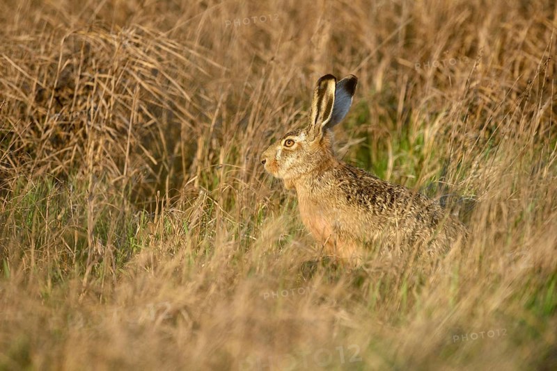 Hare (Lepus europaeus) sitting in tall grass