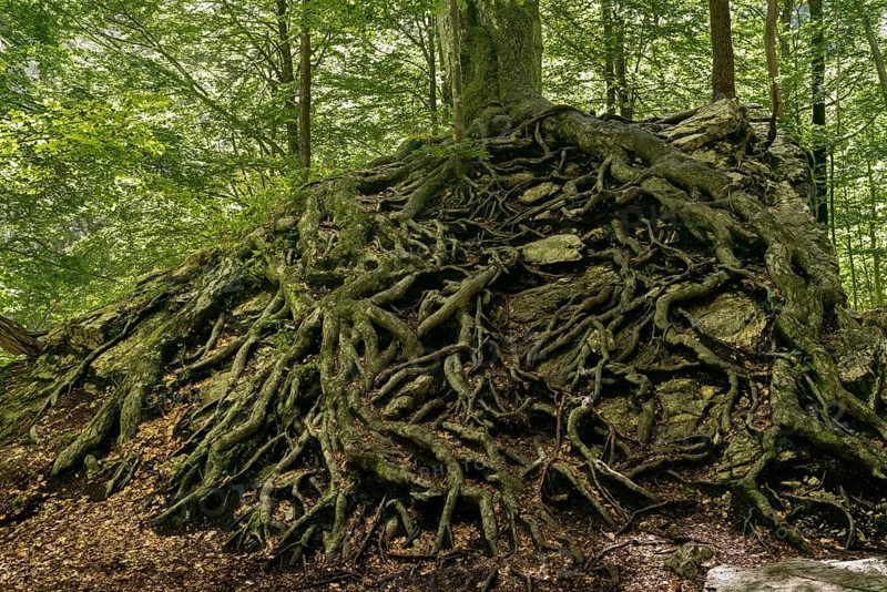 Ramified root of a European beech (Fagus sylvatica) on a rock
