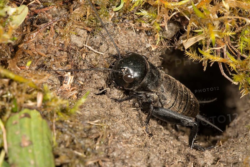 Field cricket (Gryllus campestris)