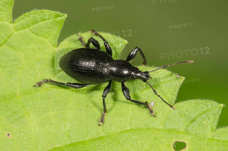 Weevil (Otiorhynchus fuscipes) on leaf