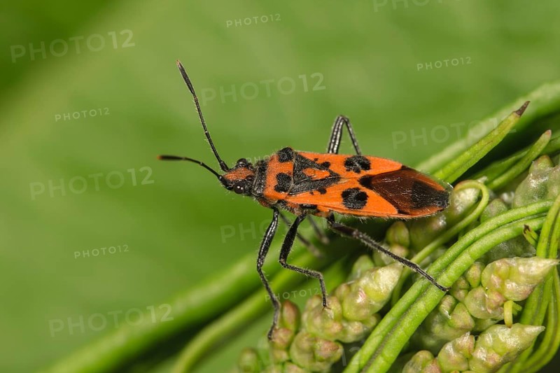 Scentless plant bug (Corizus hyoscyami) Baden-Wurttemberg
