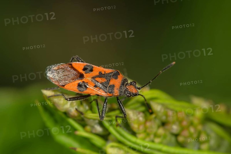 Scentless plant bug (Corizus hyoscyami) Baden-Wurttemberg