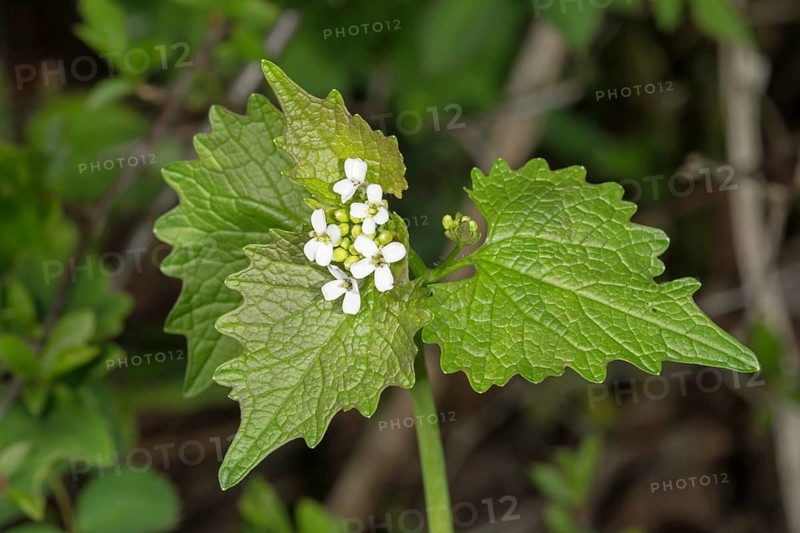 Garlic mustard (Alliaria petiolata)