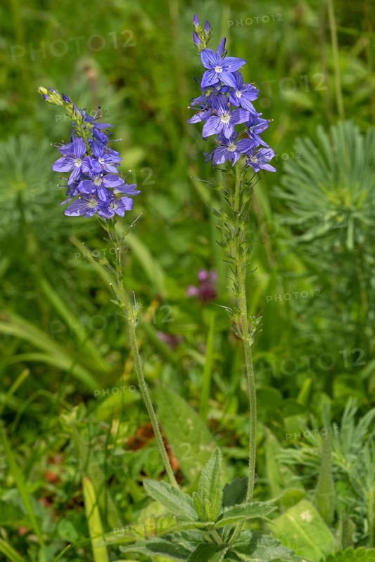 Large Speedwell (Veronica teucrium)