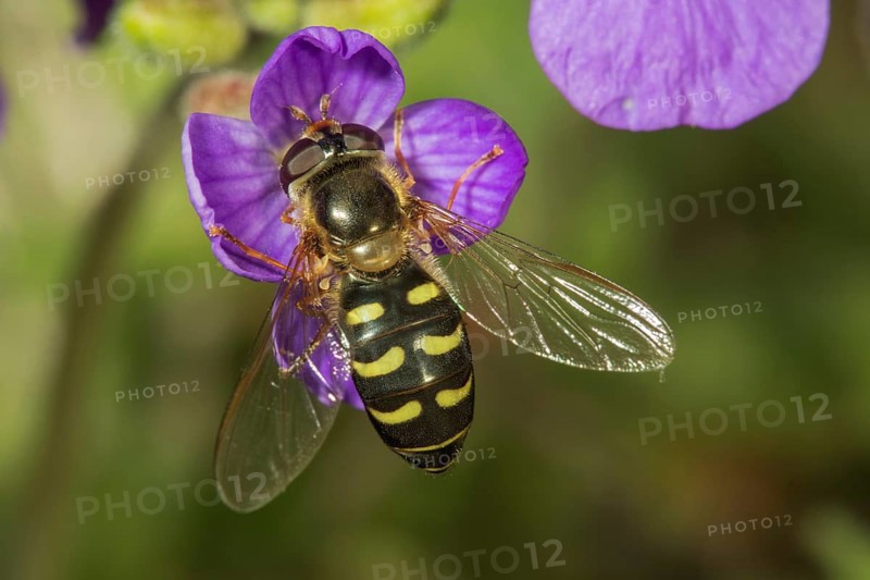 Scaeva pyrastri (Scaeva pyrastri)