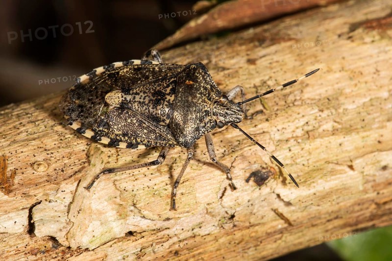Raphigaster nebulosa (Rhaphigaster nebulosa) on wood