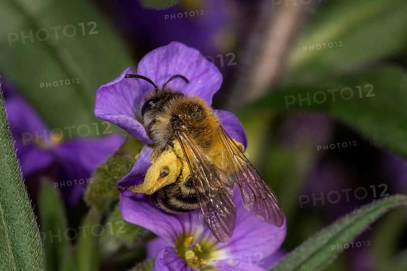 Andrena (Andrena) collects Necktar at Aubrieta (Aubrieta)
