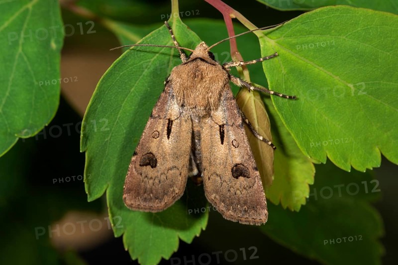 Heart and dart (Agrotis exclamationis) on a leaf