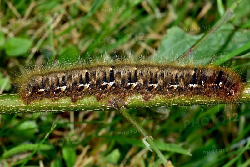 Oak eggar (Lasiocampa Quercus)