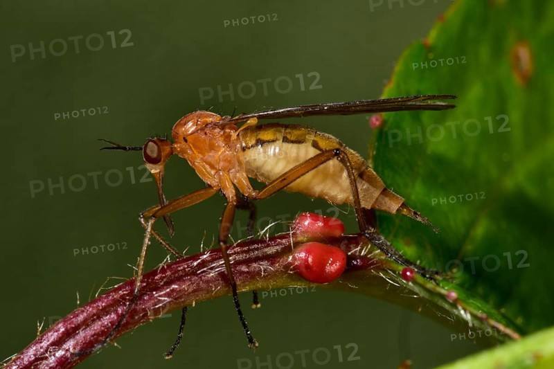 Mosquito (Culicidae)