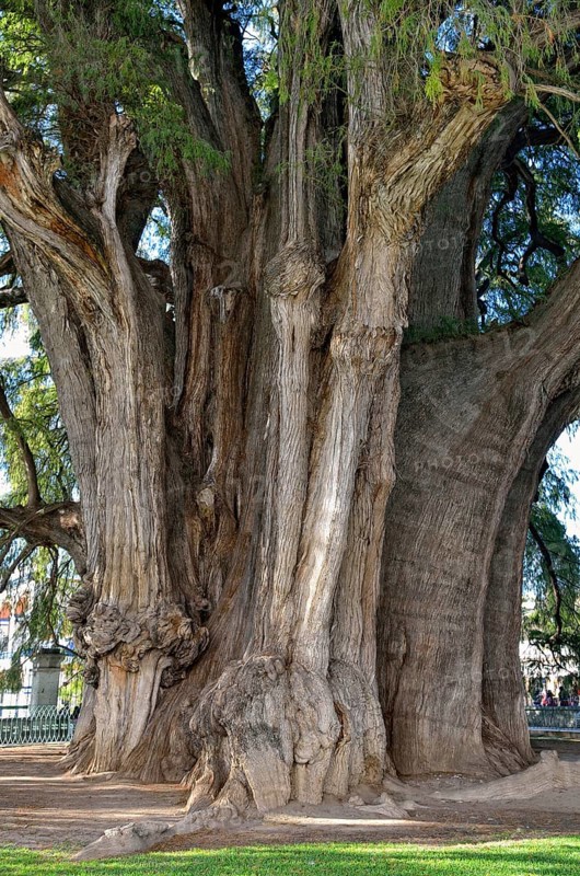 Arbol del Tule