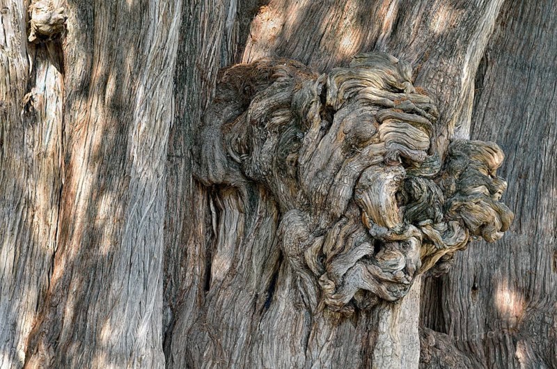 Arbol del Tule