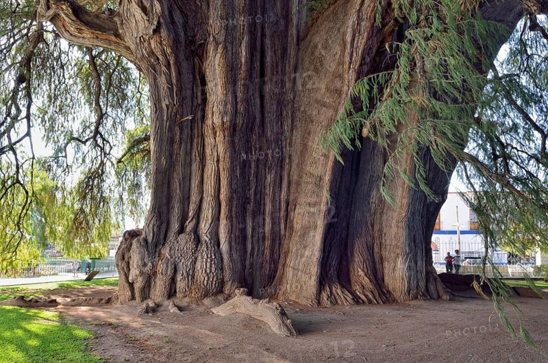 Arbol del Tule