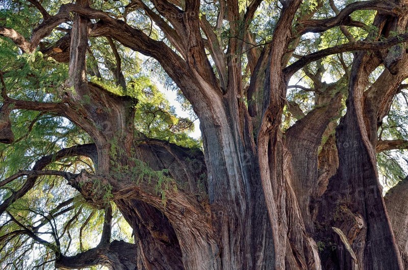 Crown of Arbol del Tule