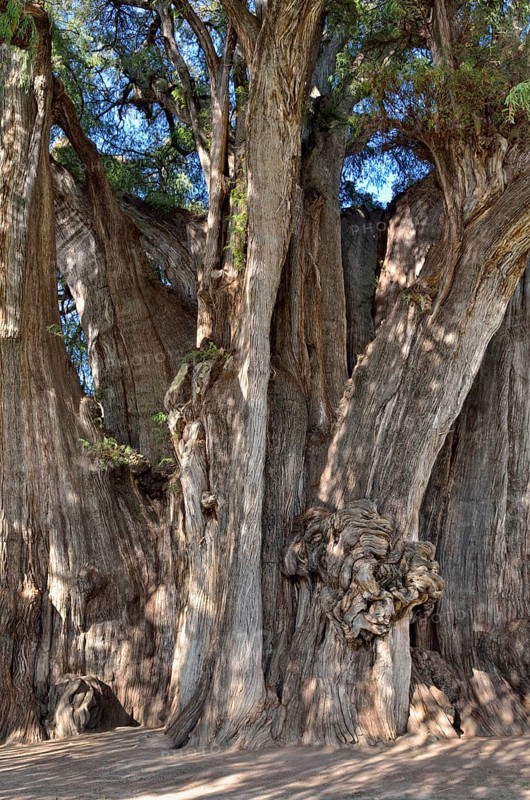 Arbol del Tule