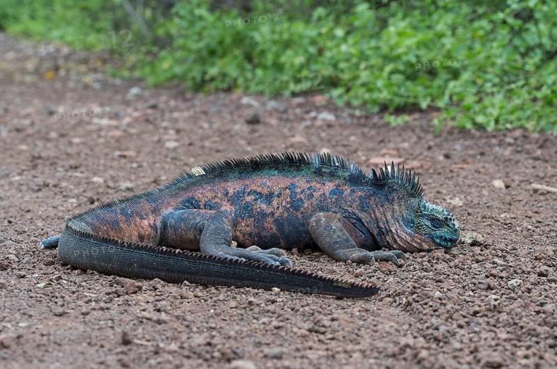 Galapagos Marine Iguana (Amblyrhynchus cristatus hassi)
