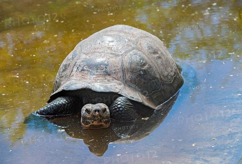 Galapagos giant tortoise (Chelonoidis nigra ssp) in the water