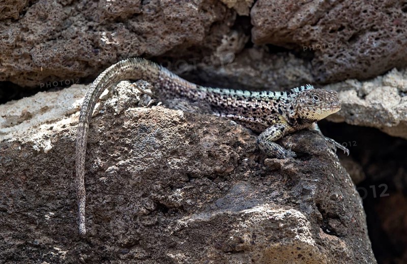 Male