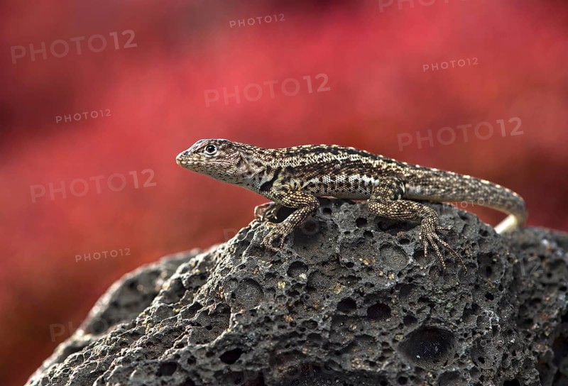 Floreana lava lizard (Microlophus grayii)