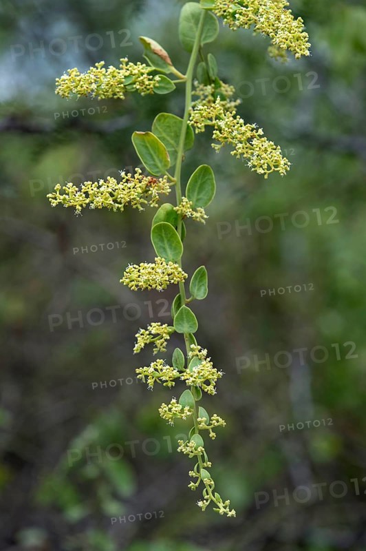 Salt Bush (Cryptocarpus pyriformis)