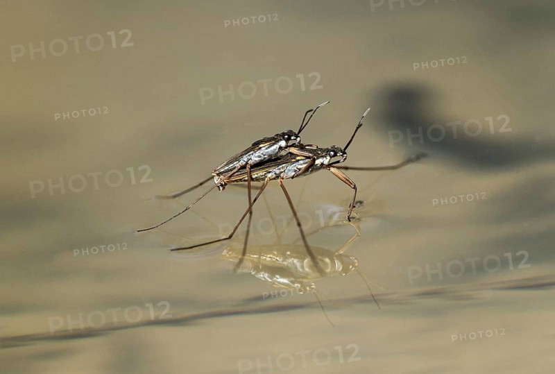 Mating of Common pond skater (Gerridae)