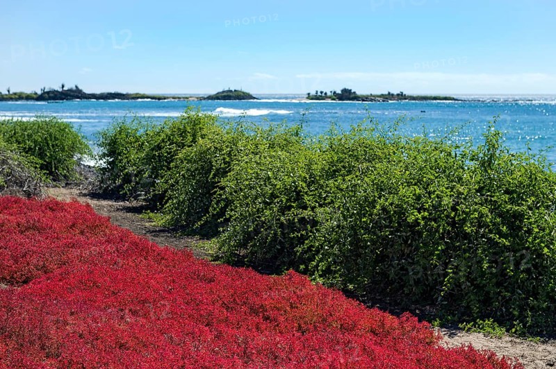 Red Galapagos Carpet Weed (Sesuvium edmonstonei)