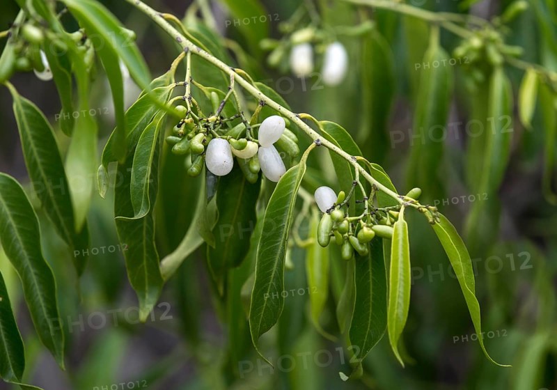 White fruits of the Pearl Berry plant (Vallesia glabra)