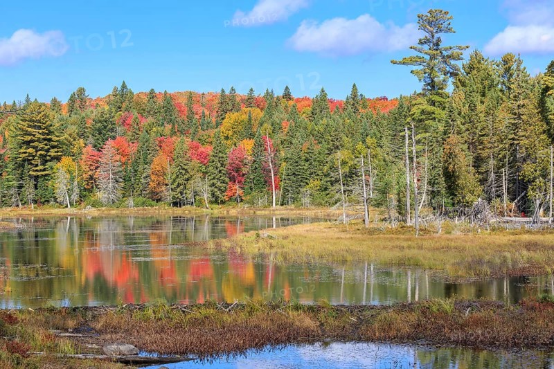 Pond in autumn