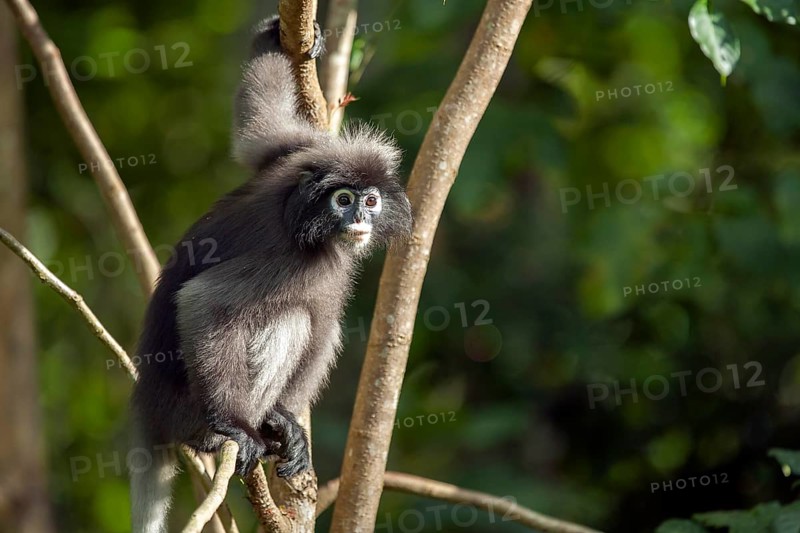 Dusky leaf monkey