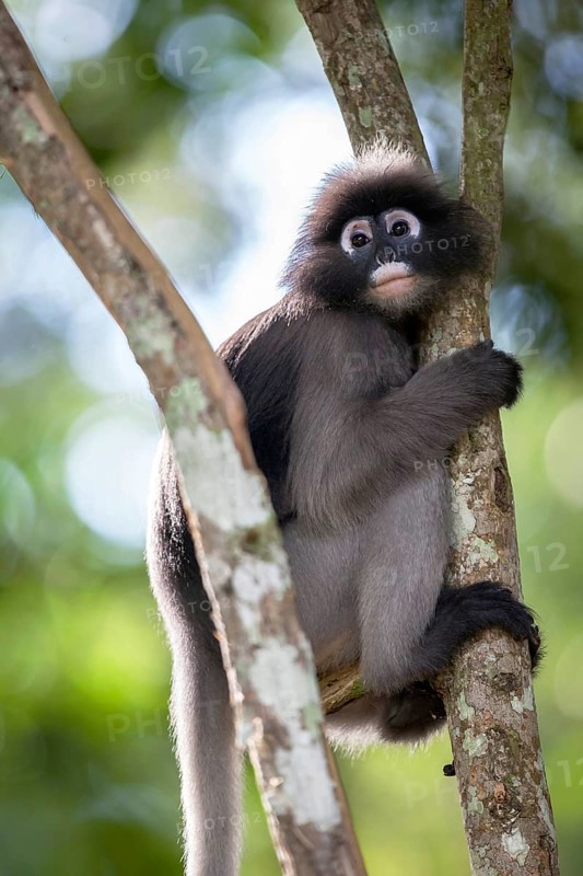 Dusky leaf monkey