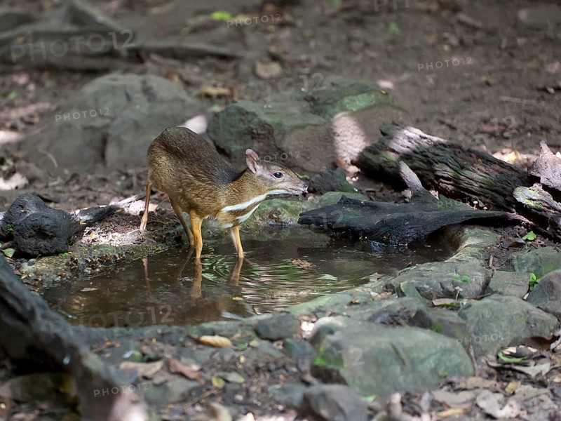 Lesser mouse-deer or kanchil (Tragulus kanchil) at waterhole