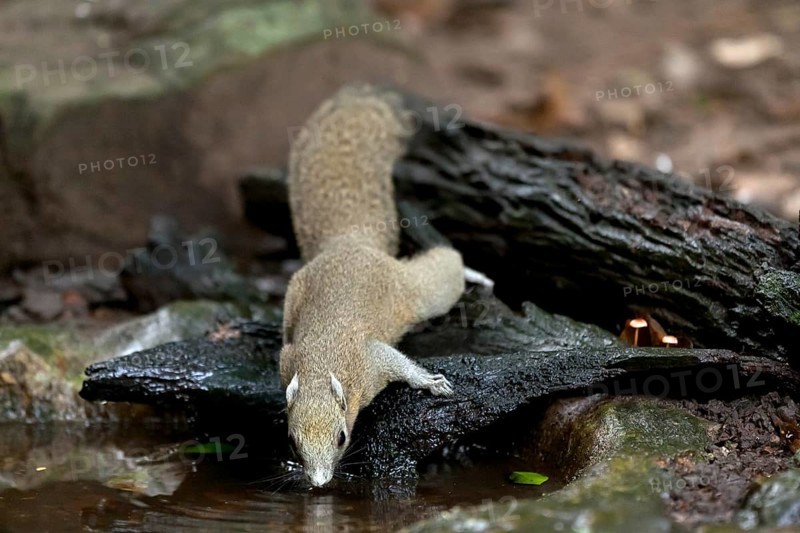Grey-bellied squirrel (Callosciurus caniceps) drinking
