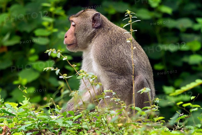 Male rhesus macaque (Macaca mulatta)