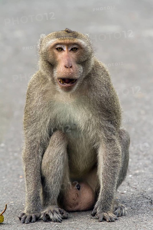Male rhesus macaque (Macaca mulatta)