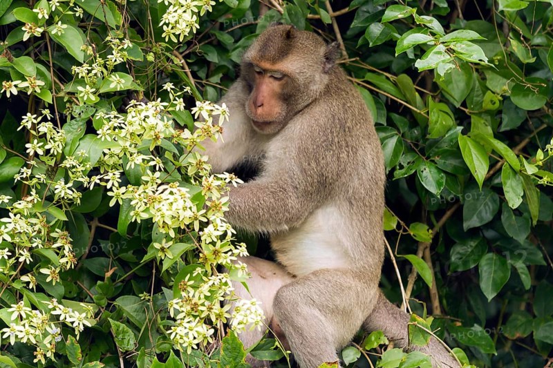 Male rhesus macaque (Macaca mulatta) in jungle