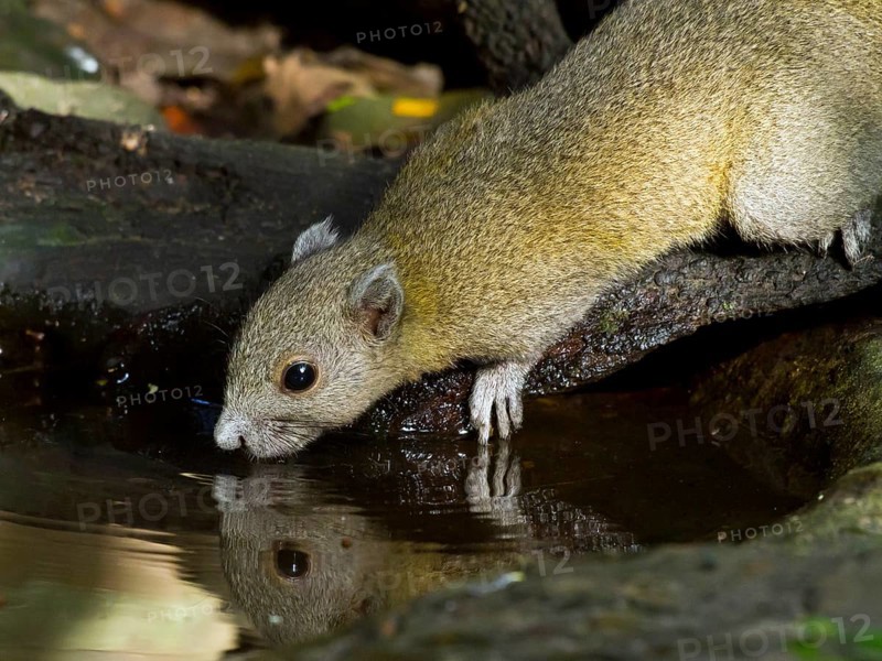 Grey-bellied squirrel (Callosciurus caniceps) drinking from waterhole