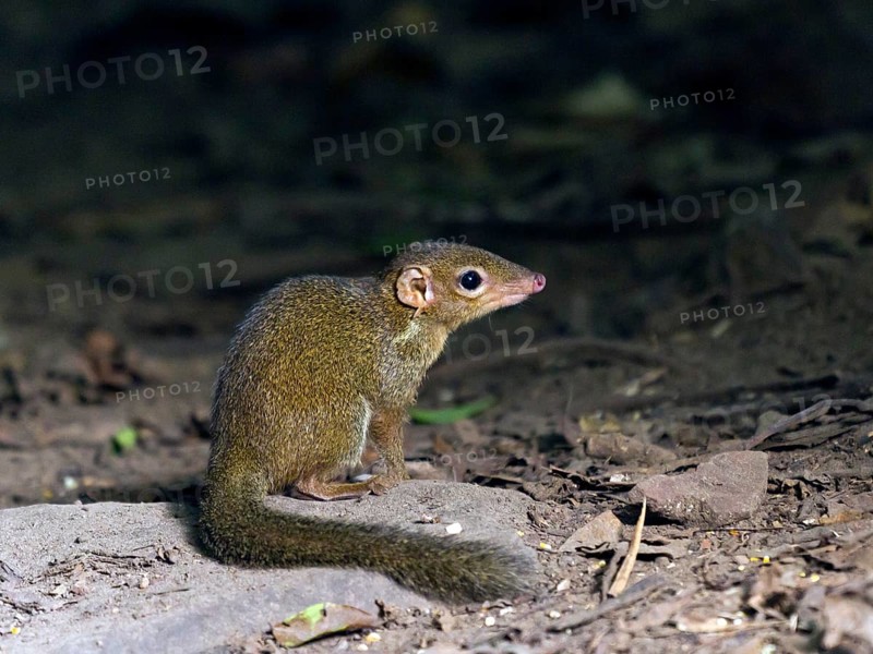Common treeshrew (Tupaia glis)