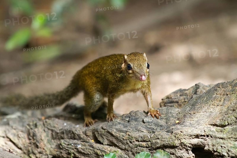 Common treeshrew (Tupaia glis)