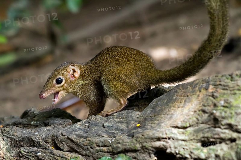 Common treeshrew (Tupaia glis) with mouth open