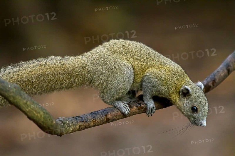 Grey-bellied squirrel (Callosciurus caniceps) on branch
