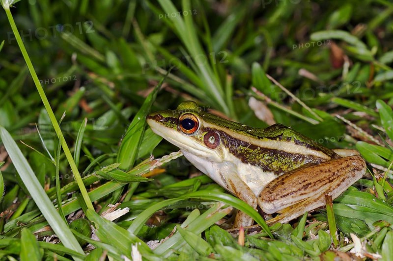 Common green frog (Hylarana erythraea)