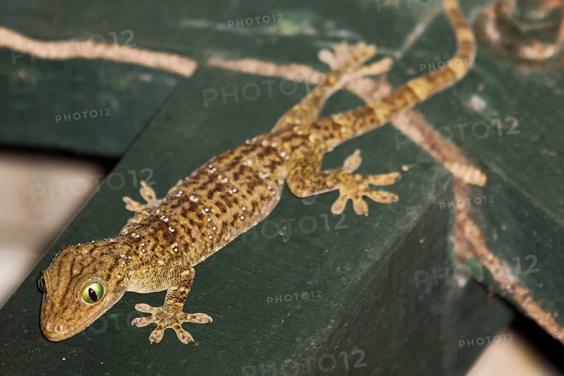 Large forest gecko (Gekko smithii)