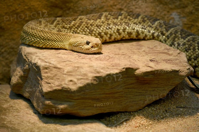 Toxic Mexican west coast rattlesnake (Crotalus basiliscus) on rock