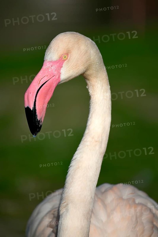 Greater flamingo (Phoenicopterus ruber roseus)