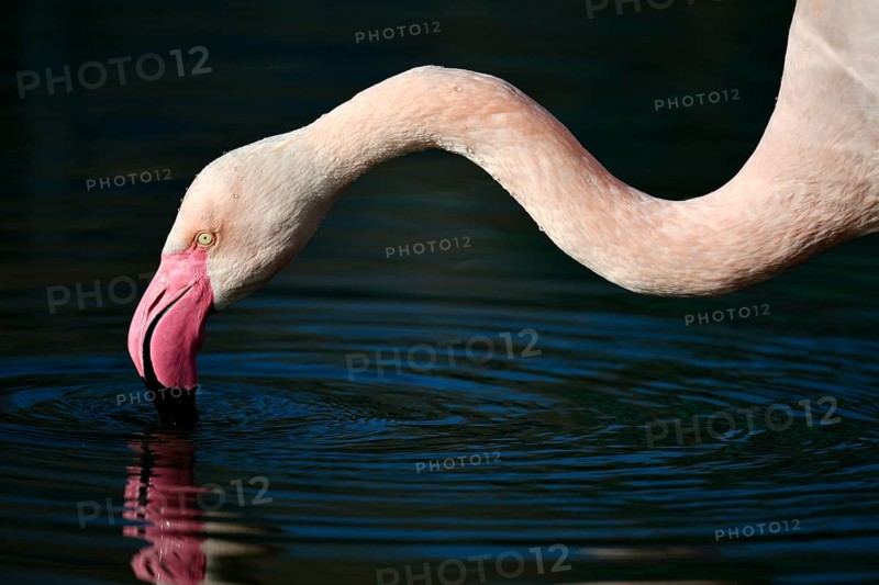 Greater flamingo (Phoenicopterus ruber roseus)
