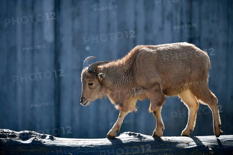 Barbary sheep (Ammotragus lervia)