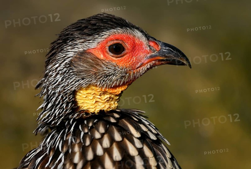 Yellow-necked spurfowl (Francolinus leucoscepus)