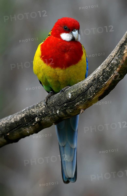 Eastern rosella (Platycercus eximius)